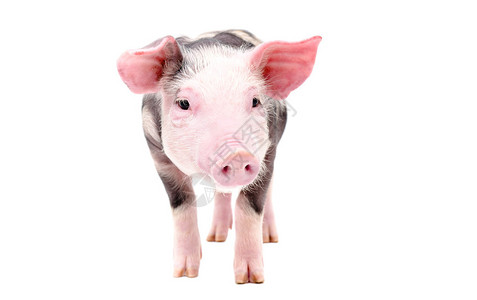 一只可爱的粉色的猪图片