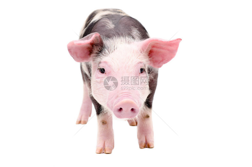 粉色的猪图片