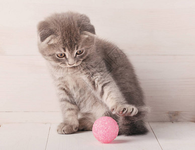 灰色条纹小猫ScottishFold是用粉红色球玩的图片