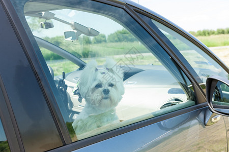 小狗马耳他人坐在车窗紧闭的车里图片