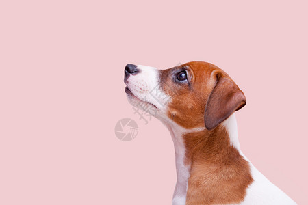 可爱的小狗杰克罗素拉塞尔背景图片