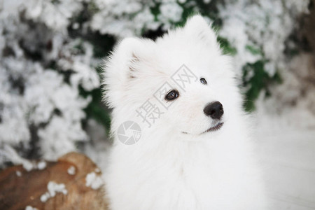 柔软白狗的肖像摄影棚里的塞莫伊德图片