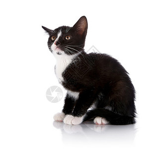黑色和白色的小猫好奇的小猫害怕的小猫在白色背景上的小猫图片