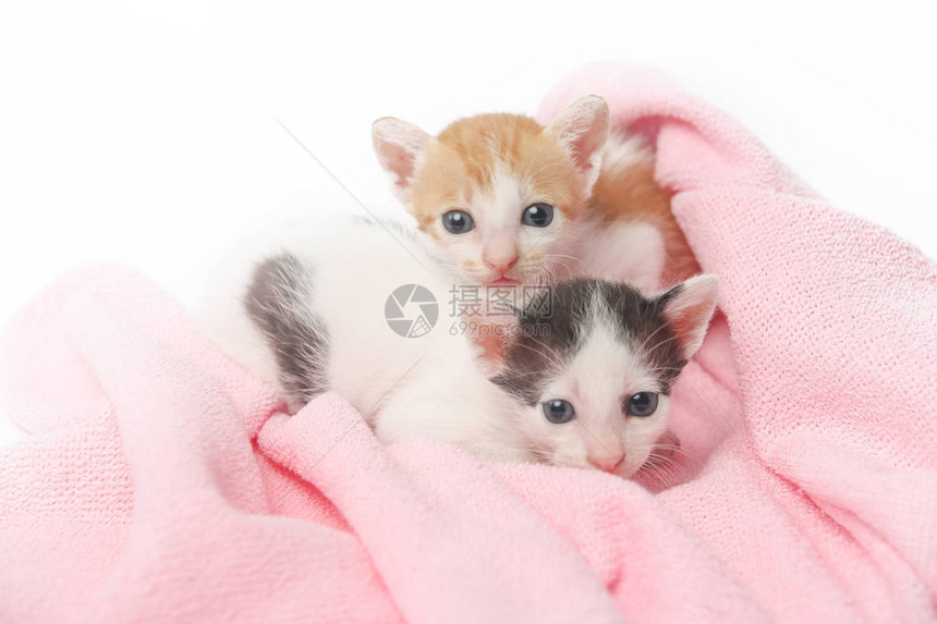 两只可爱的小猫包图片