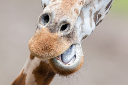 成年长颈鹿Giraffa图片