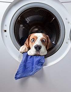 在洗衣机洗完后的狗图片