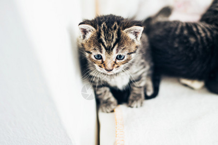 坐在墙对面的可爱柔软的小猫咪仰望着大蓝眼睛图片