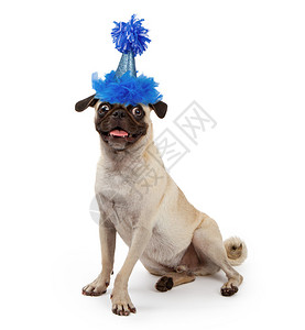 穿着蓝色闪发亮的生日派对帽子羽毛和图片