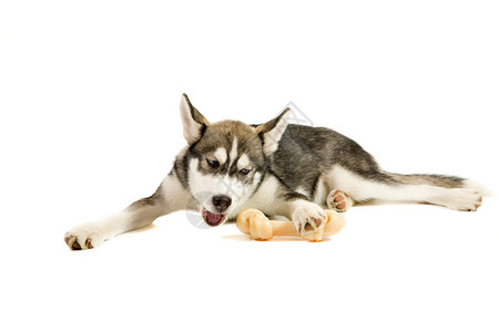 西伯利亚胡斯基小狗用他的骨头玩耍图片
