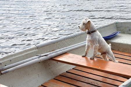 小白狗坐在湖边的船上图片