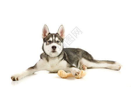 西伯利亚胡斯基小狗用他的骨头玩耍图片