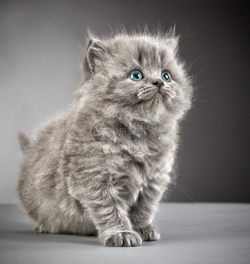 灰色背景中的英国长毛小猫图片