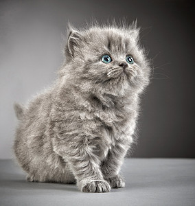 灰色背景中的英国长毛小猫图片