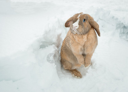 可爱的小鹿毛茸的兔子图片