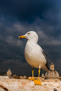 白色海鸥的近景特写图片