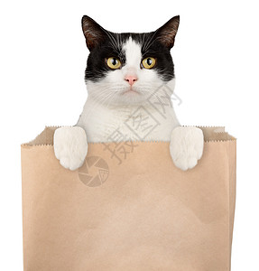 购物袋中的猫咪图片
