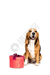 Beagle狗与红色现装箱一起坐在一起图片