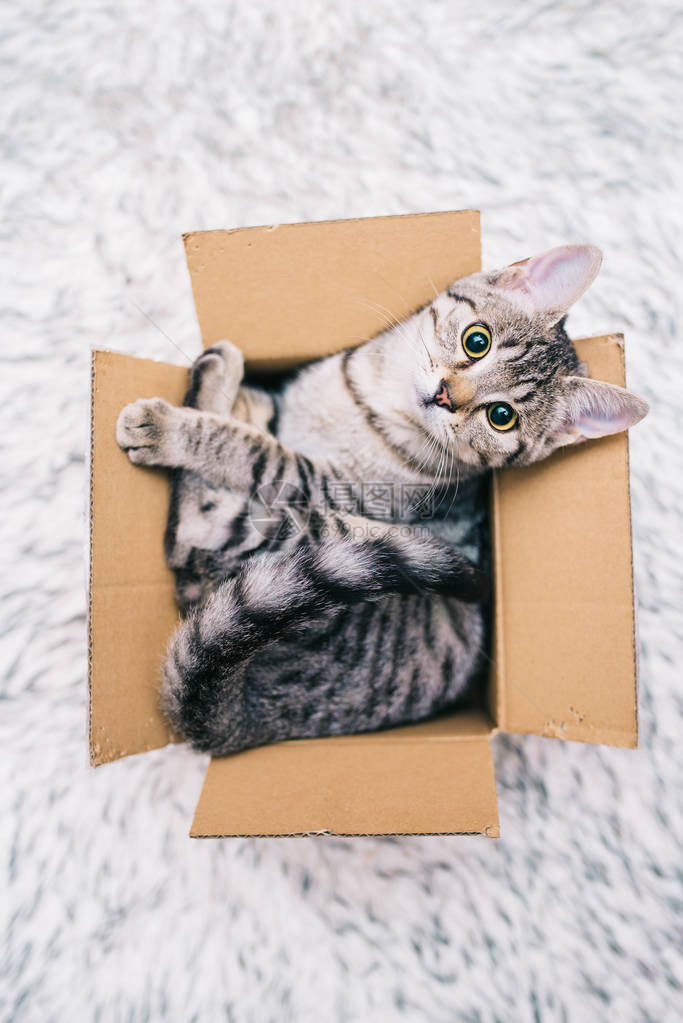 纸板箱里的小猫图片