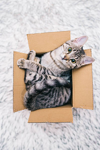 纸板箱里的小猫图片