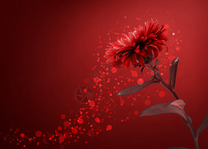 红花背景图片