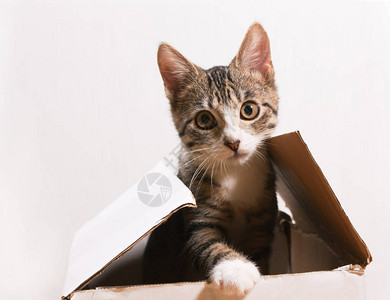 猫坐在盒子里小猫从盒子里偷看图片