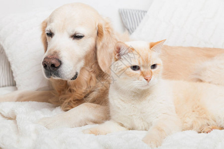 年轻的金毛猎犬和可爱的混血红猫在舒适的格子上图片