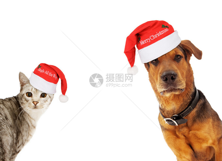一只身戴圣诞老人帽子的成年大成种狗和一只银猫来到一幅图象的两边图片