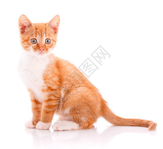 长着白爪的橙色小猫坐在白色背图片