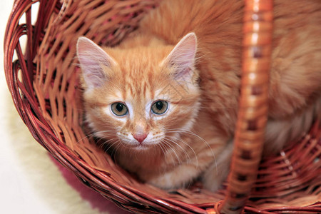篮子里的红猫特写图片