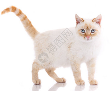 国内白色和红色小猫的画像可爱的小猫好奇的年轻条纹小猫隔离图片