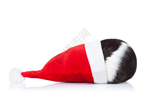 隐藏在圣诞帽的黑白豚鼠图片