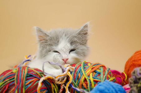 可爱的小猫小猫宝抱着一团羊毛睡觉带有复图片