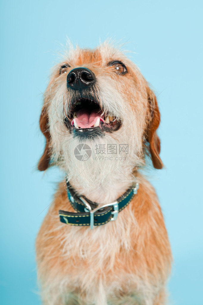 小棕色混合品种狗被浅蓝色背景隔离图片