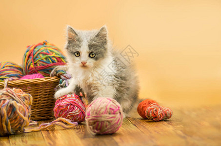可爱的小猫和线球可爱的灰色漂亮小猫的画像有趣的小猫和内部的针织文图片