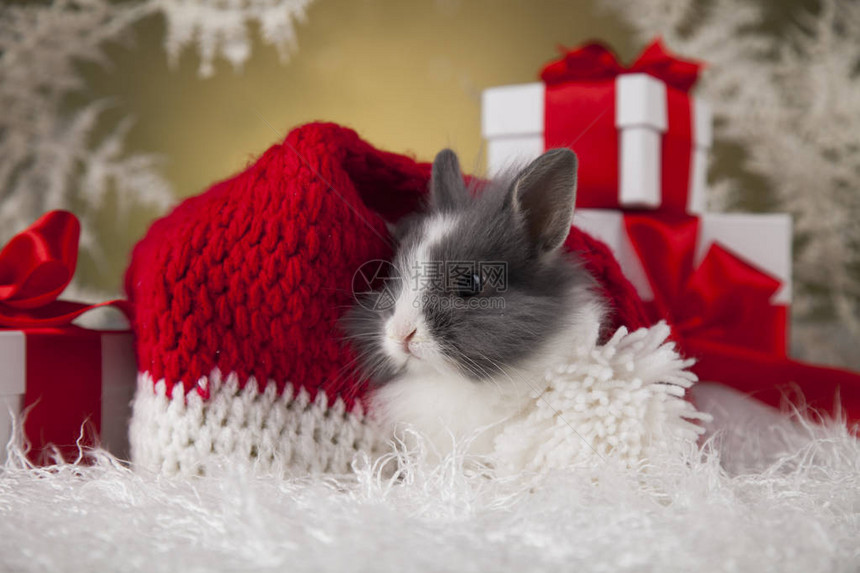 带冬季装饰的有趣的小兔图片