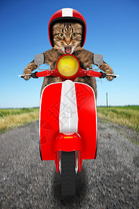 开摩托车的滑稽猫在路上图片