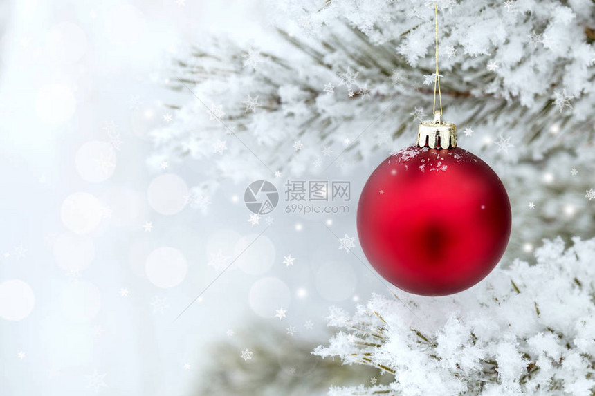 红圣诞球在松树枝上面有冰冻的圣诞卡图片