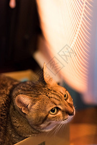 在家使用暖气片的虎斑猫图片