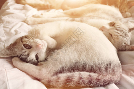 可爱的家养小猫和家人躺在床上图片