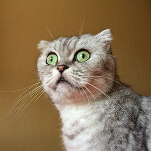 苏格兰折耳猫肖像图片