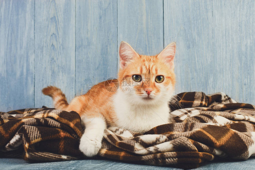 金吉儿猫在格子毯上蓝木背景红橙色图片