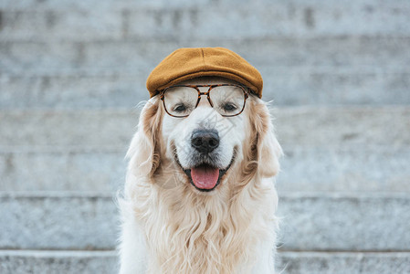 戴着帽子和眼镜的可爱猎狗图片