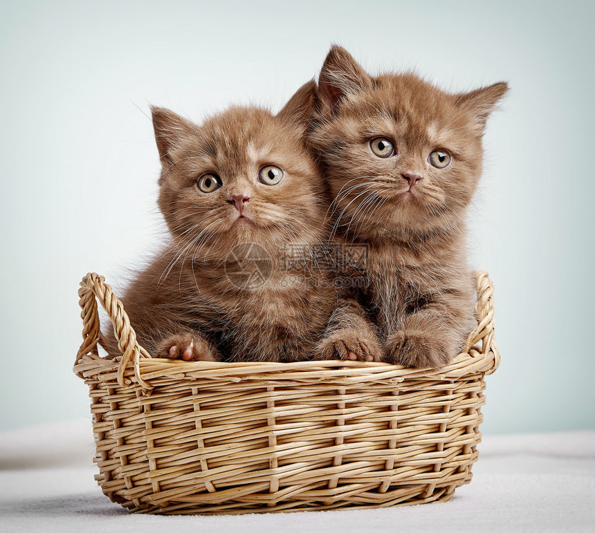 篮子里的二只小猫图片
