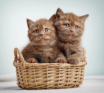篮子里的二只小猫图片