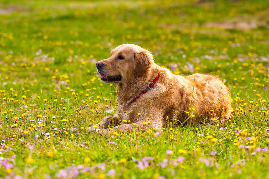 金毛猎犬在享受阳光图片