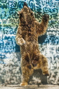 俄罗斯动物园的棕熊跳舞图片