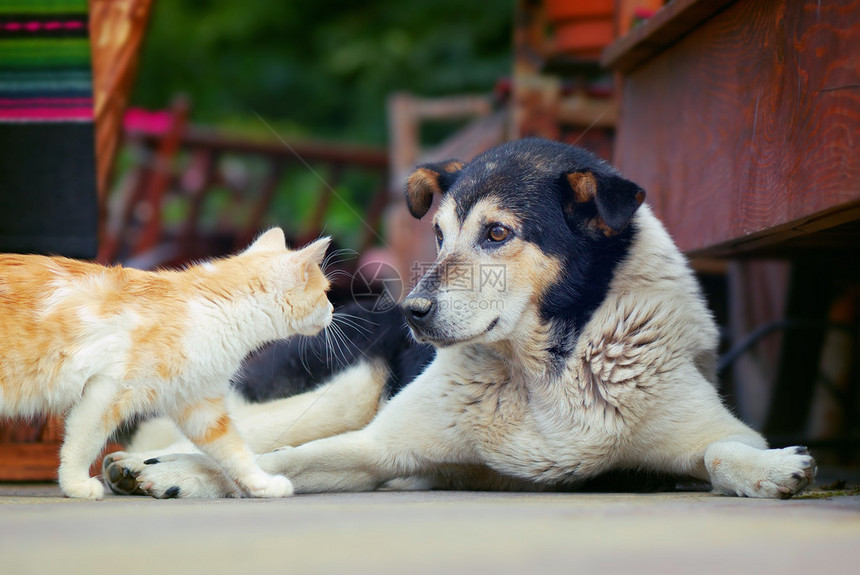 猫去见狗图片