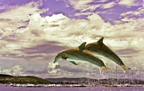 海洋生物几只海豚从水里跳出来图片