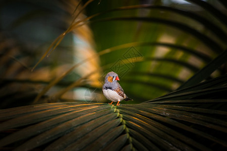 树上的斑胸草雀鸟背景图片