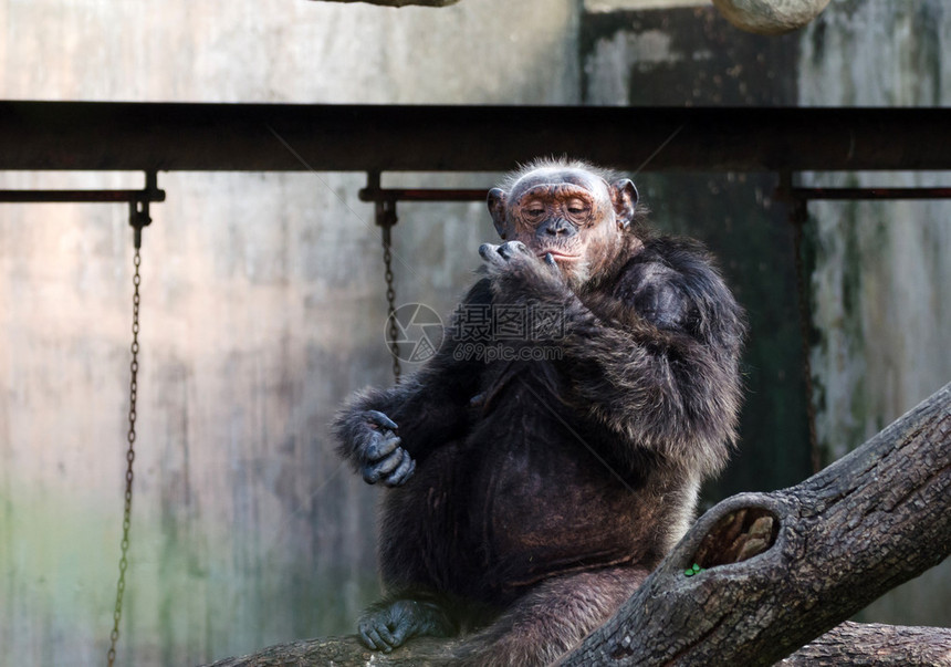 动物园里的黑猩肖像图片